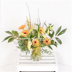 Scented Longiflorum Gerbera