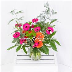 Gerbera Sensation