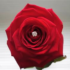 Diamonte Pin
