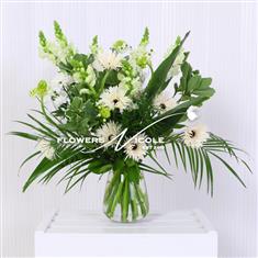 White Antirrhinum Showcase